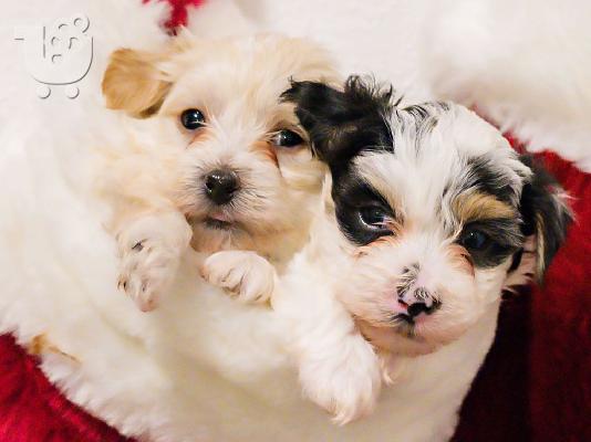 Yorkie για 200 €